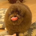 ボサボサの犬を『洗…