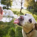 犬が『暑すぎてキツ…