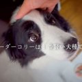 ボーダーコリーを飼…