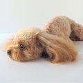 犬が突然発作を起こ…