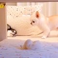 見つめ合う2匹の犬を…