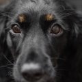 犬の眉毛やヒゲは切…