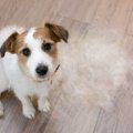 犬の抜け毛を利用し…