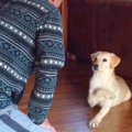 大型犬の子犬が『伏…