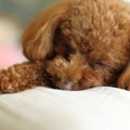 犬の危険な『いびき…
