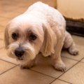 犬にトラウマを植え…