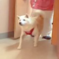 犬を動物病院に預け…