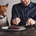 犬にクジラの肉を与…