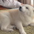 大好きなお母さんが…