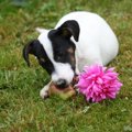 犬にとっての毒リス…