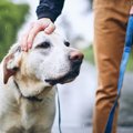 犬の散歩中に雨が降…