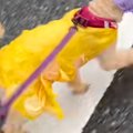 雨の日、犬のカッパ…