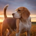 意外と知らない！犬…