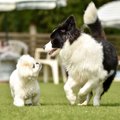 犬はドッグランに連…