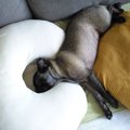 ウメとの〜んびり! i…