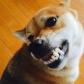 『攻撃的な犬』に育…