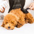 お風呂上がりに！犬…