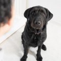 『犬を怖がらせてし…