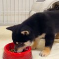 豆柴子犬に初めてご…