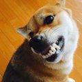 愛犬がリードを嫌が…