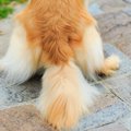 犬の『しっぽの動き…
