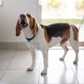 犬が『吠え続けてい…