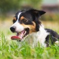苦しいの…？犬の呼吸…