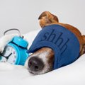 犬が寝ている時にピ…