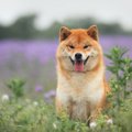 犬にとっては逆効果…