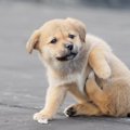 犬が後ろ足でお腹を…