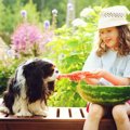 老犬の夏バテ予防6選