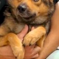 表情がない『ビビり…