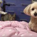 「いや、あの僕は…」…