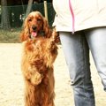 タレント犬コーダの…