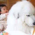 超大型犬が赤ちゃん…