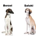 ボルゾイとサルーキ…