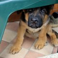 犬を叱りすぎるとど…