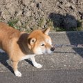 犬が『お散歩を拒否…