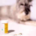 犬の認知症の治療薬…