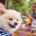 犬のマナーベルトっ…