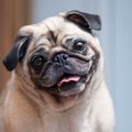 犬が飼い主を見た後…