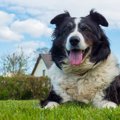 シニア犬だからとあ…