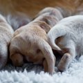 なんでなの？犬が飼…