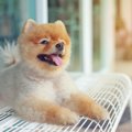 どうして犬は種類が…