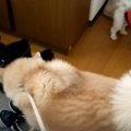 大きすぎるいたずら…