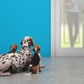 犬が玄関で飼い主を…