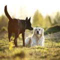 愛犬が『よその犬と…