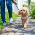 犬が『いつもの散歩…