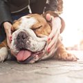 犬はどんな感情を持…