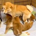 父犬と母犬の『教育…